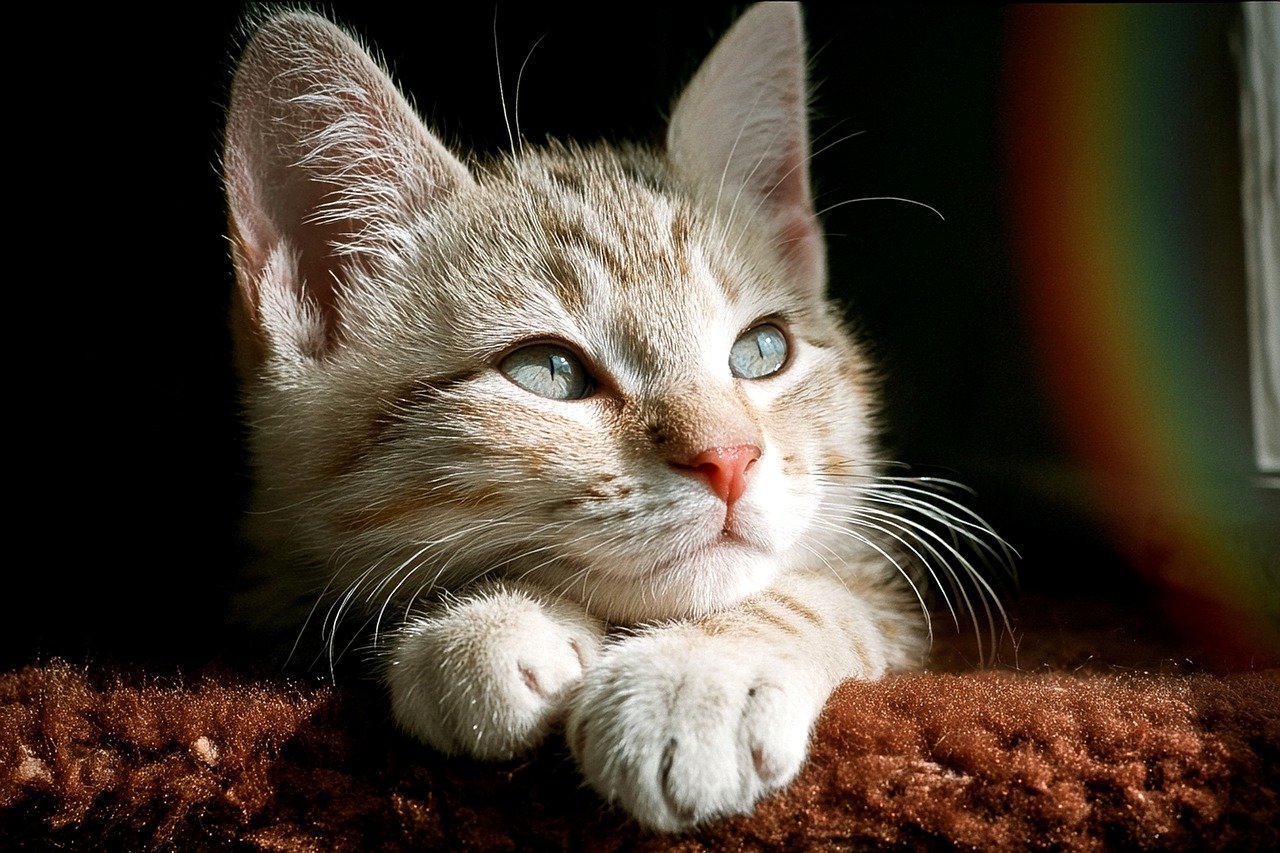 Do Animals Have Consciousness?