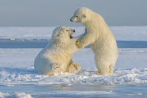Do Animals Have Consciousness?