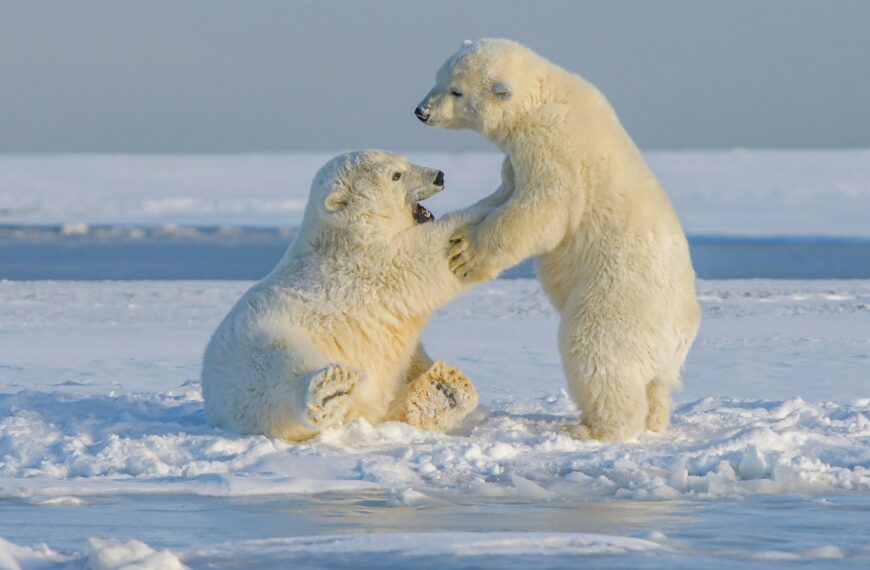 Do Animals Have Consciousness?